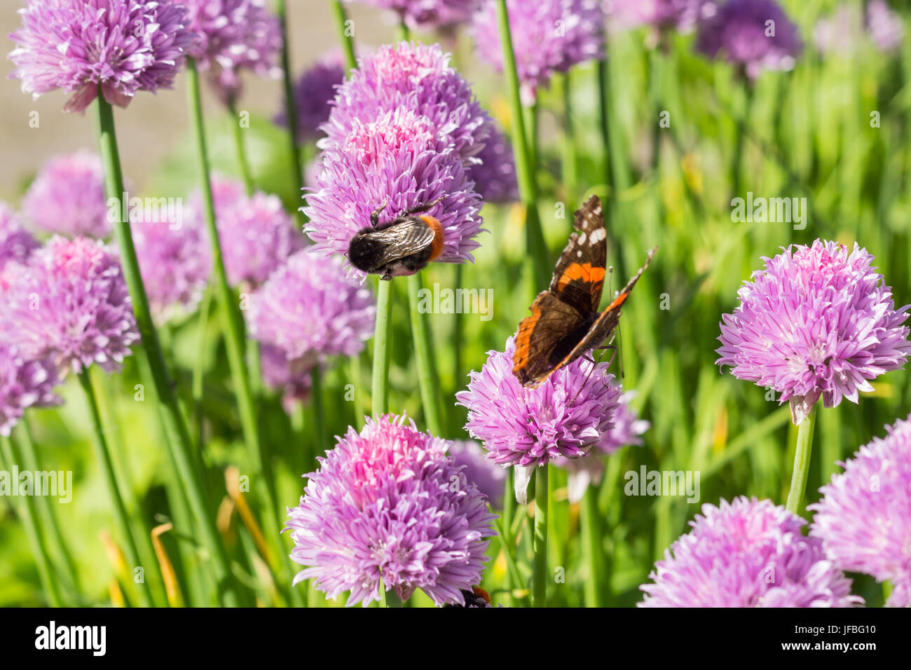 Bumble bee and red admiral drinking nectar from chive blossoms, shallow depth of field, macro Stock Photo