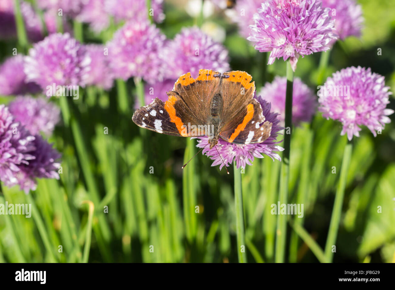 Dorsal view of red admiral (vanessa atalanta) butterfly sitting on a chive blossom, shallow depth of field macro Stock Photo