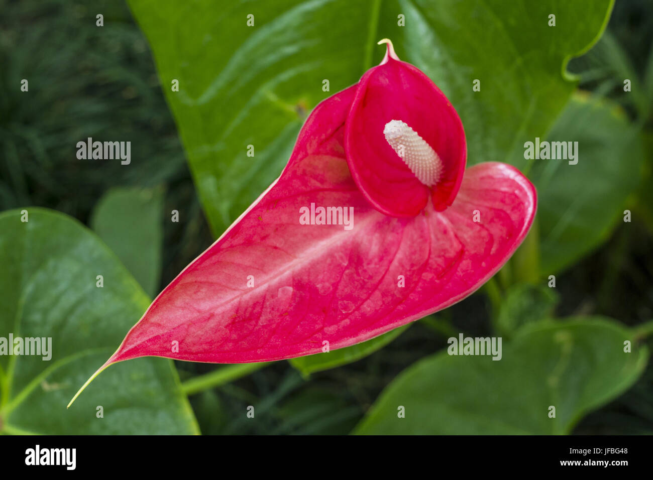 Isolated Anthurium flower Stock Photo Alamy