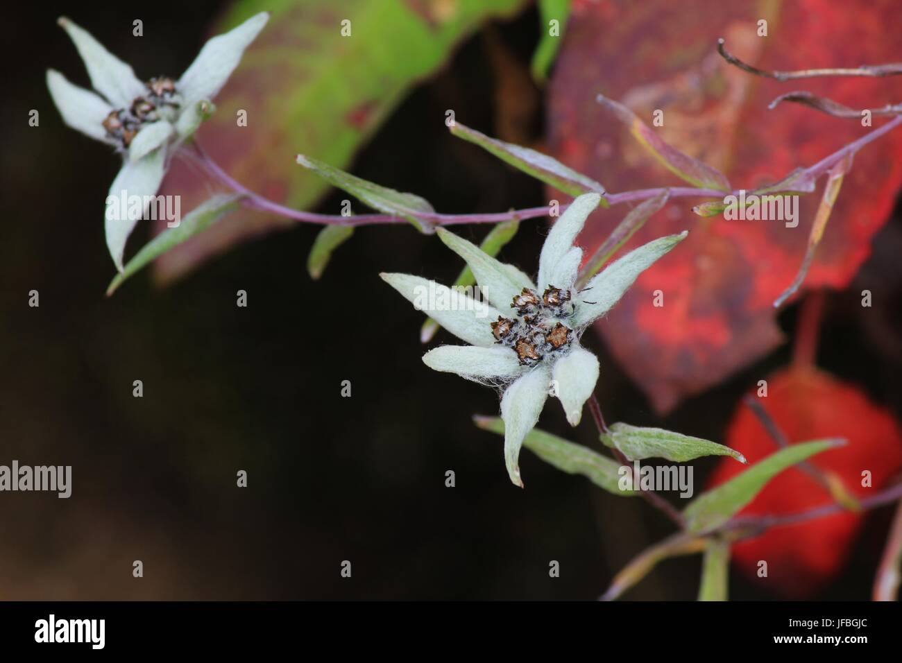 Himalayan edelweiss, leontopodium himalayanum Stock Photo - Alamy