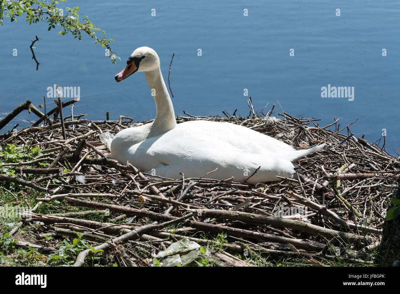 Mute swan nest eggs hires stock photography and images Alamy