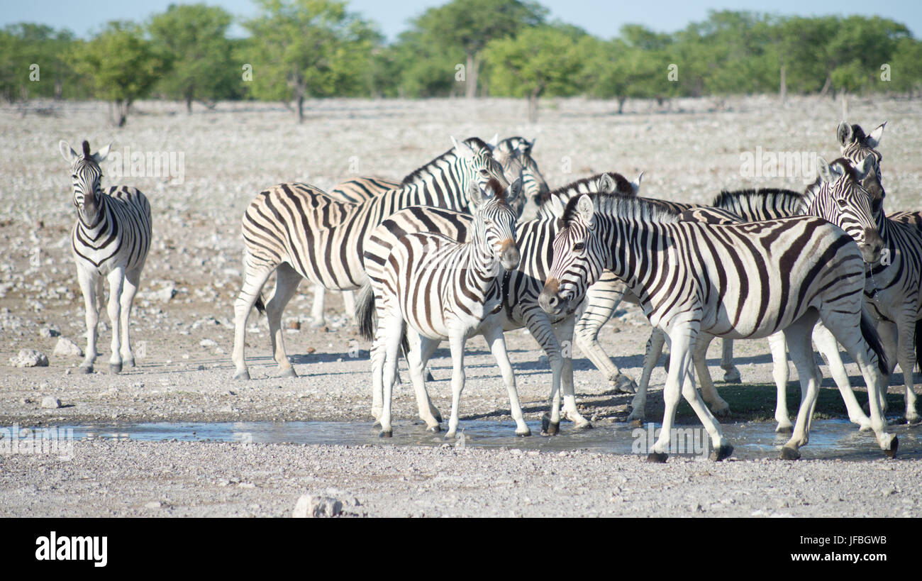 zebras in Africa Stock Photo