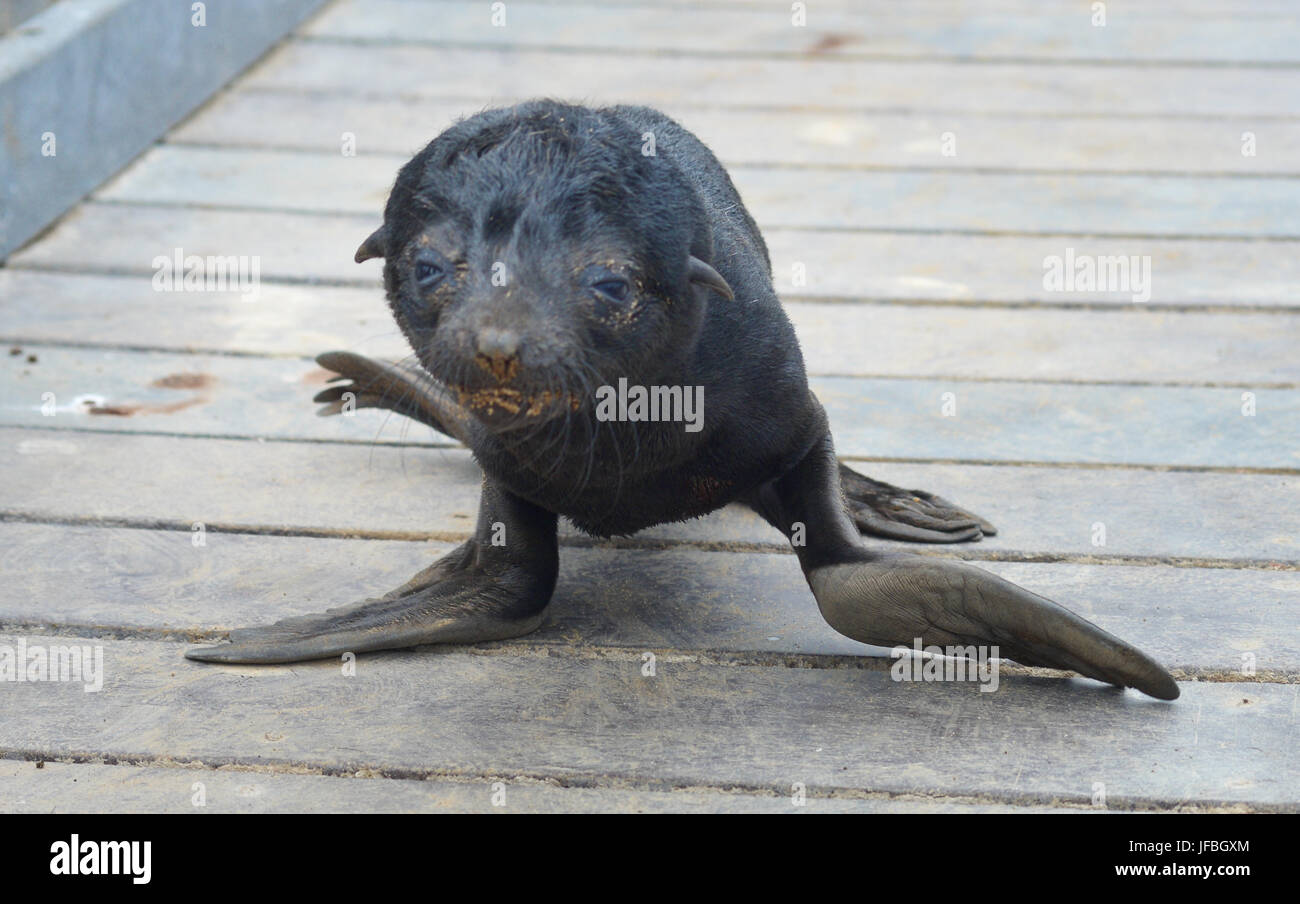 Baby seal Stock Photo Alamy