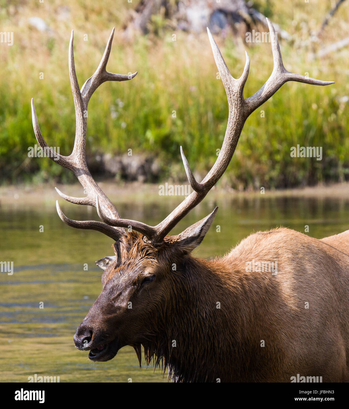 White rump elk hi-res stock photography and images - Alamy