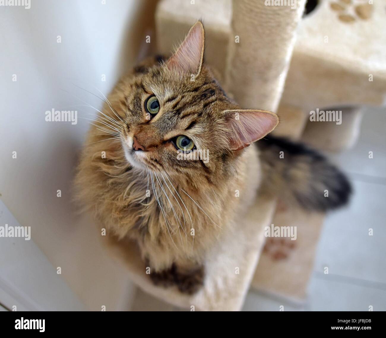 Beautiful Maine Coon X Tabby Cat Sitting Indoors On A Scratch Post Tree Looking Up To The Camera High Angle View Stock Photo Alamy