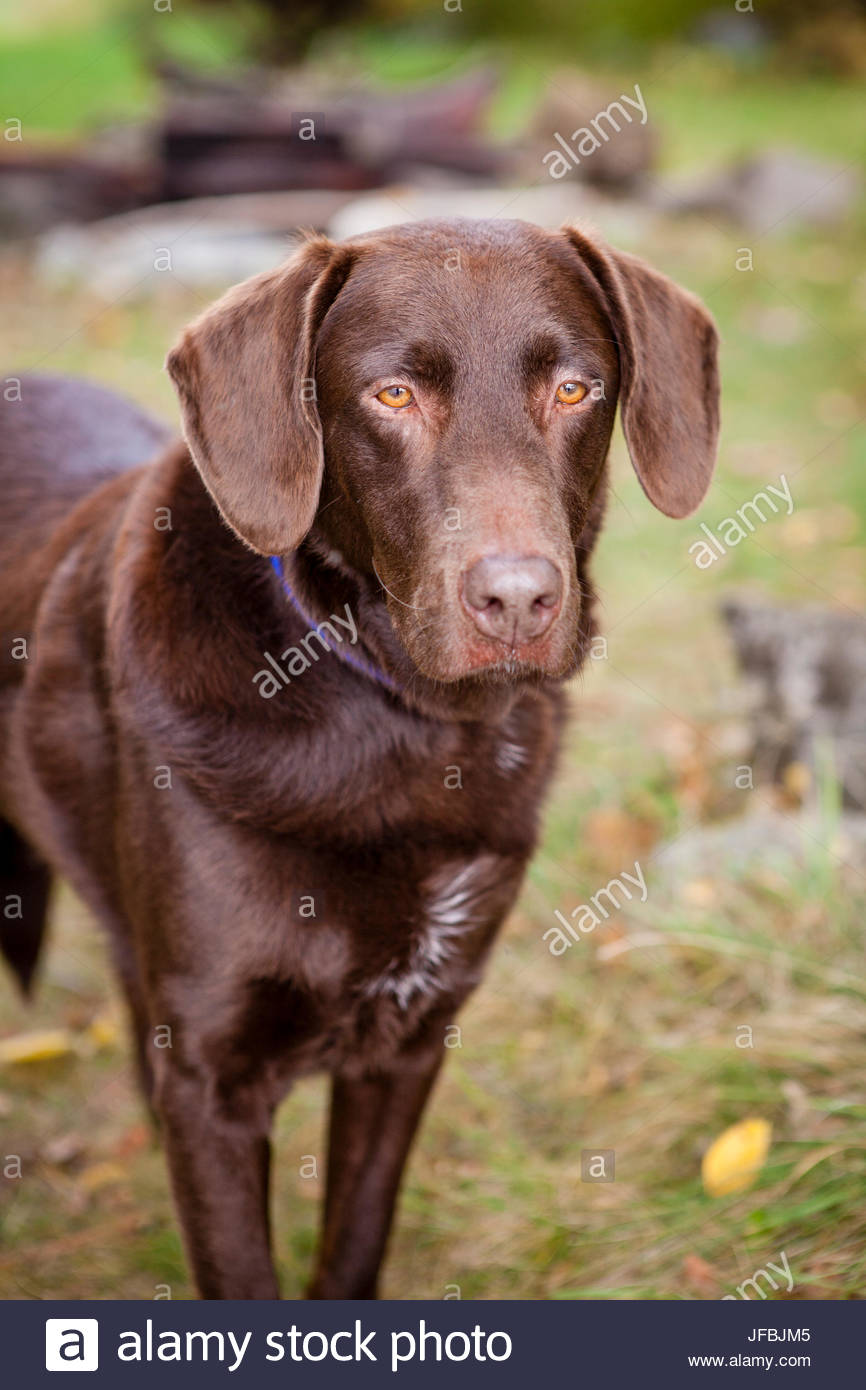 adult chocolate lab