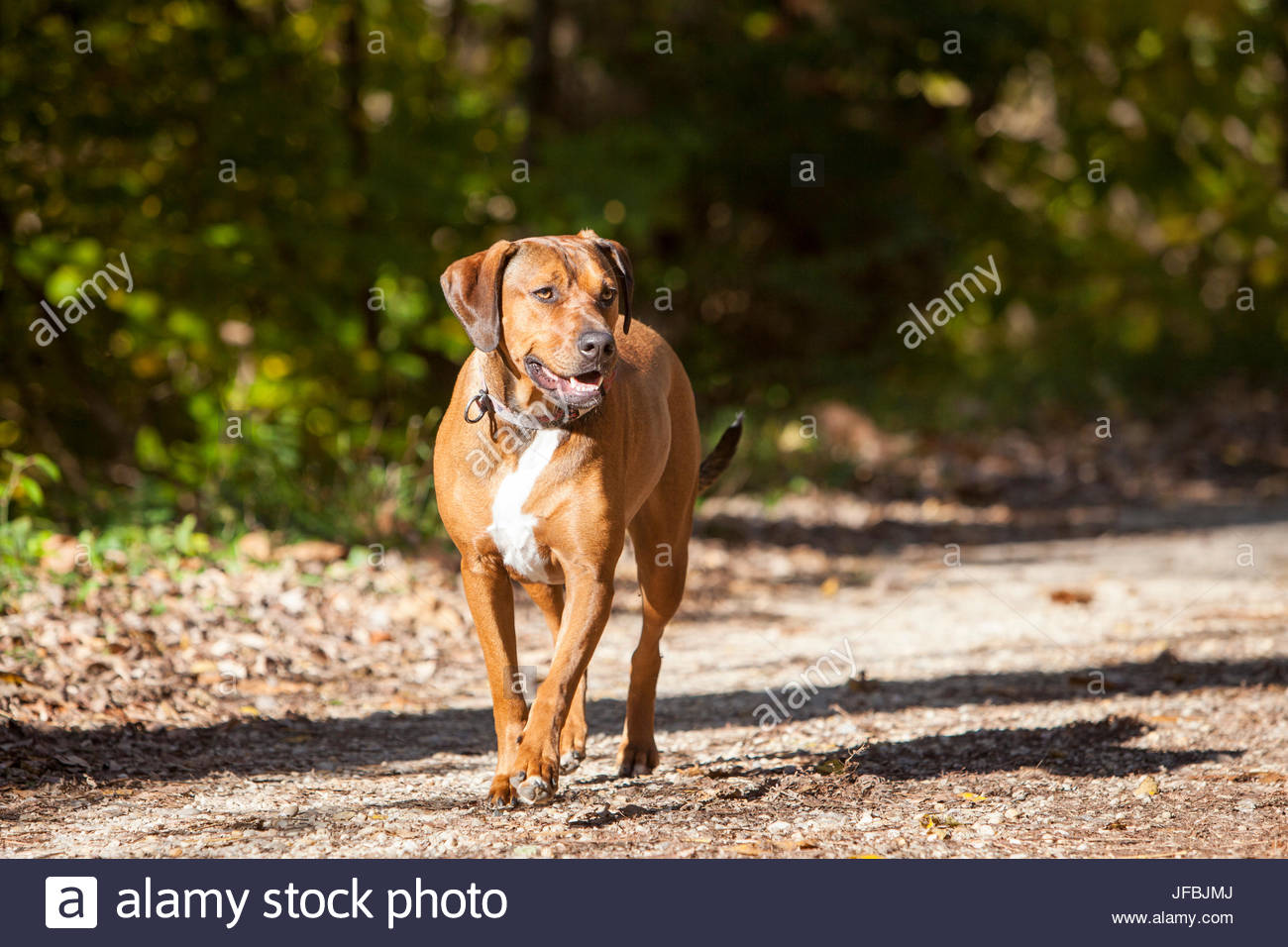 ridgeback bulldog