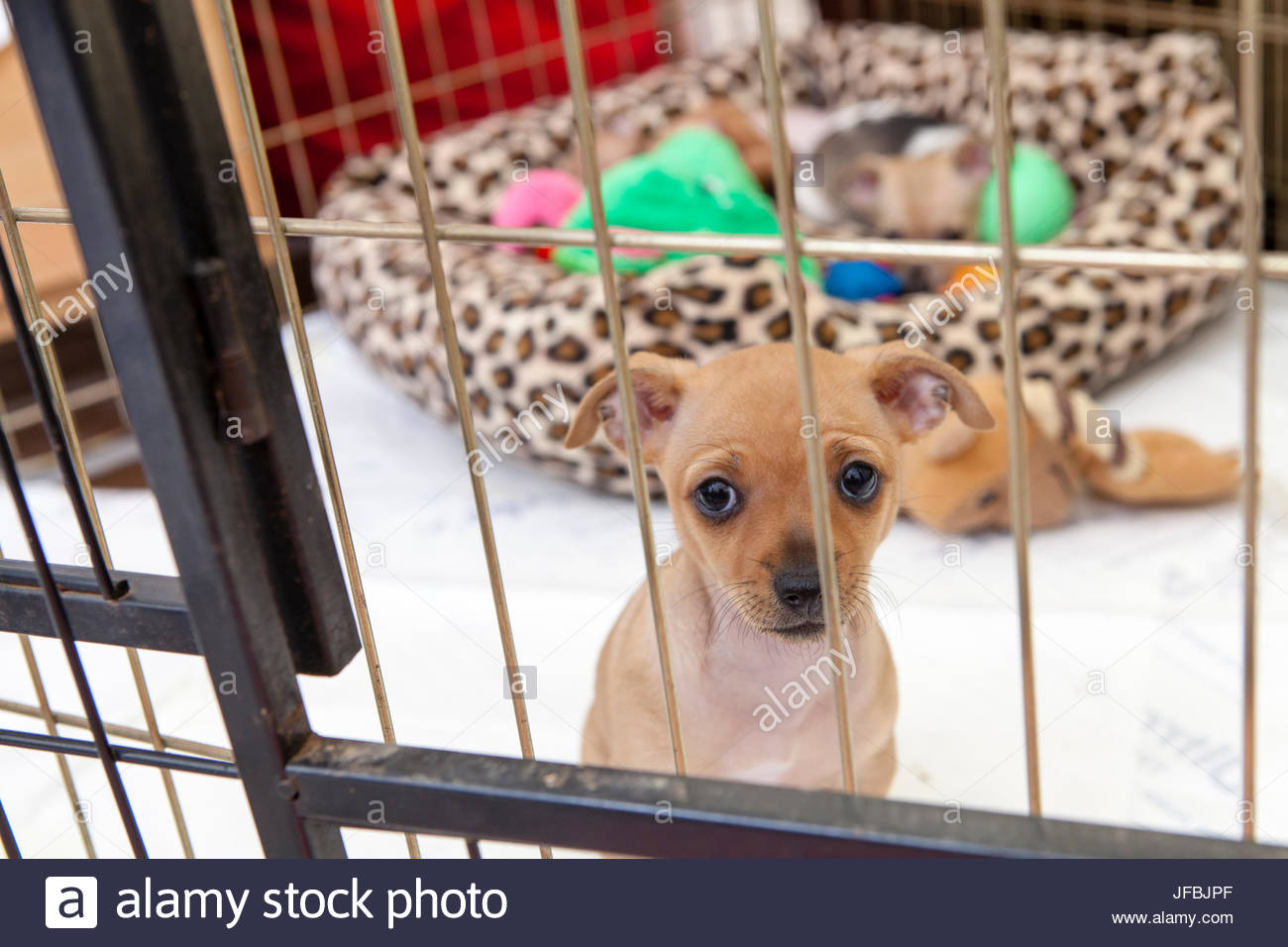 chihuahua crate