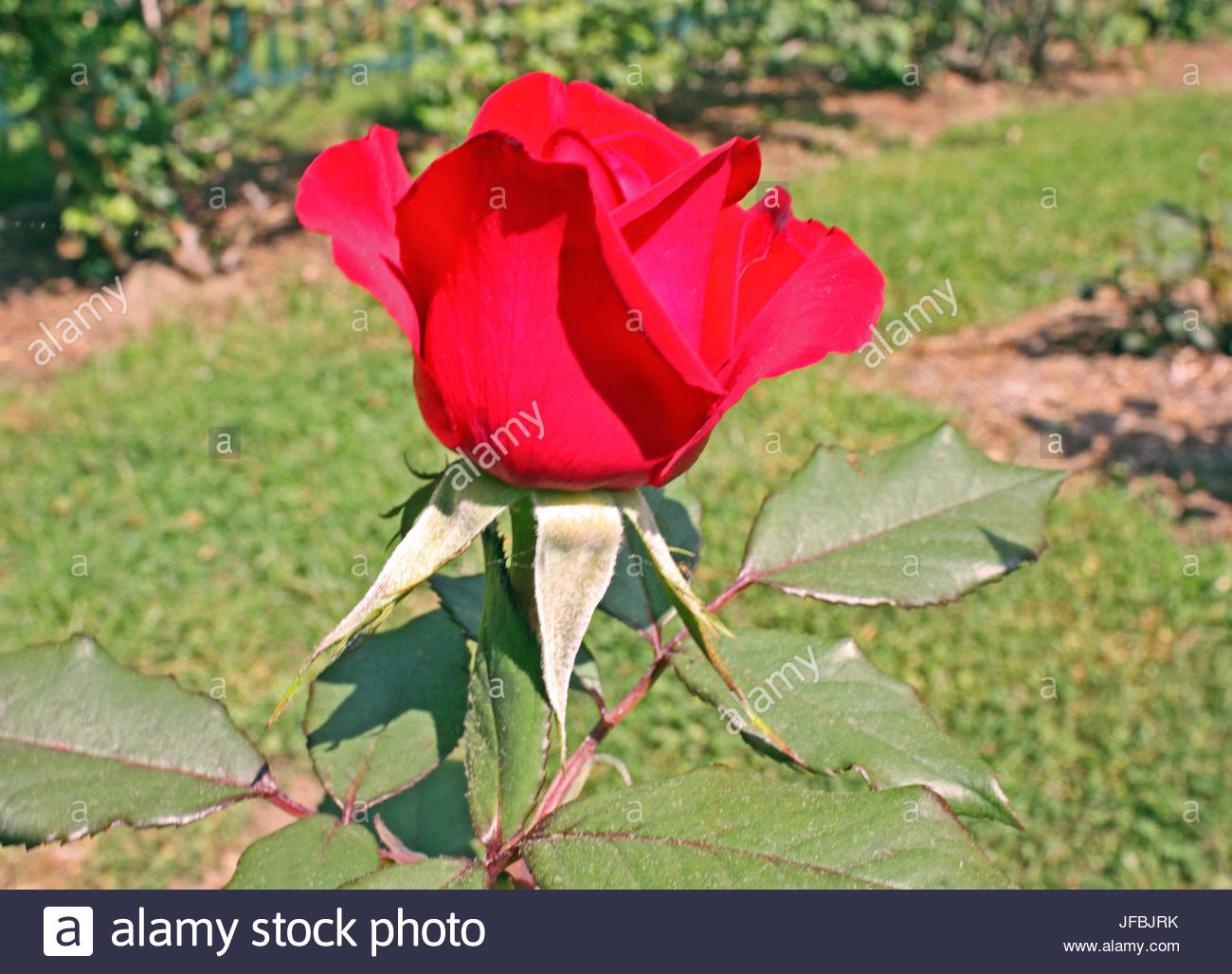 Rose Gardening World Olympiad