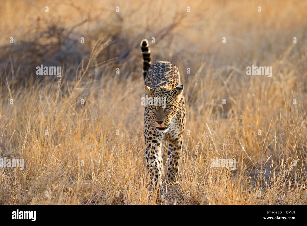 Leopard Panthera pardus Samburu Kenya Stock Photo