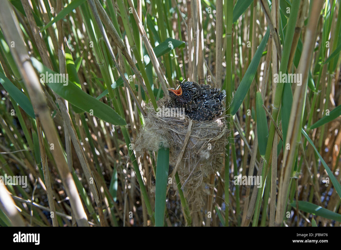 Cuckoo 12 day old chick in Reed Warblers nest Norfolk summer Stock Photo