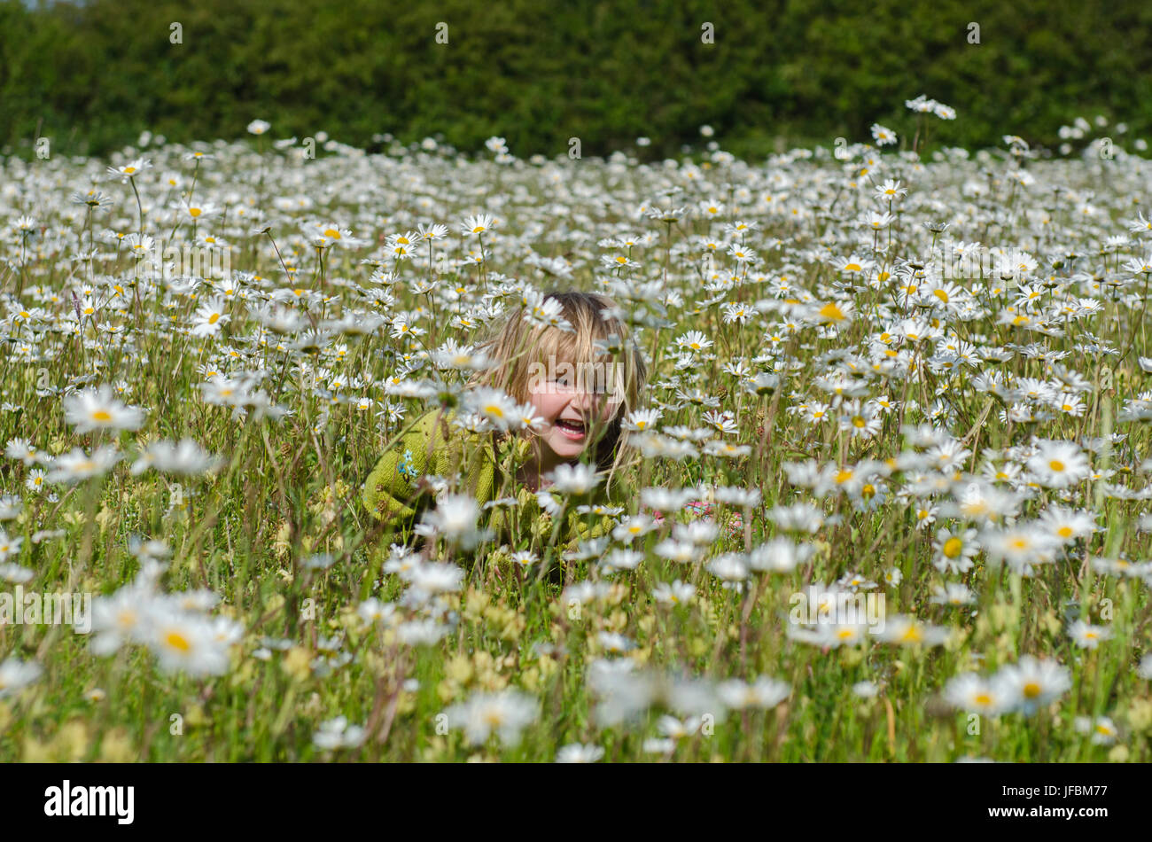 Young girl in field of Ox-eye Daisies North Norfolk summer - Model Released. Stock Photo