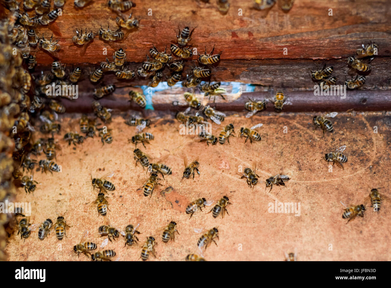 The Bee Hut