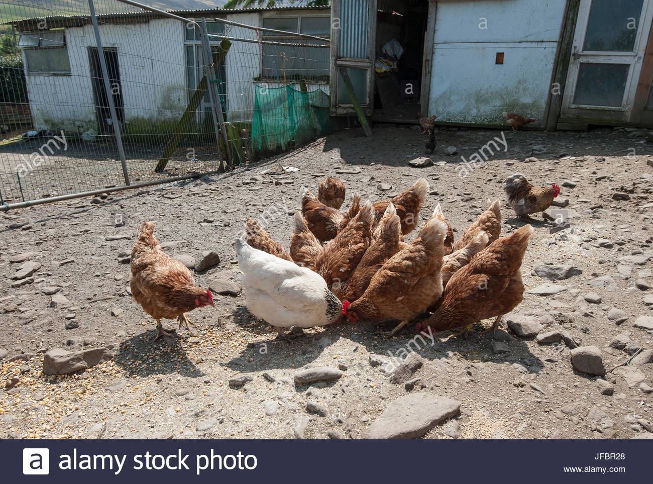 How To Feed Your Chickens High Resolution Stock Photography and Images Alamy