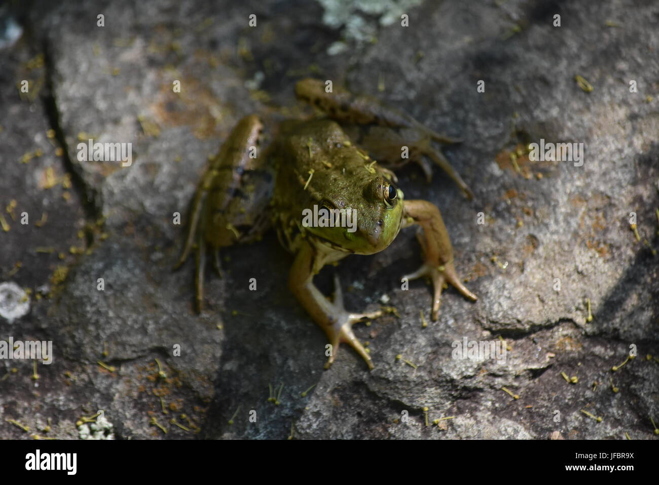 Green frog closeup Stock Photo