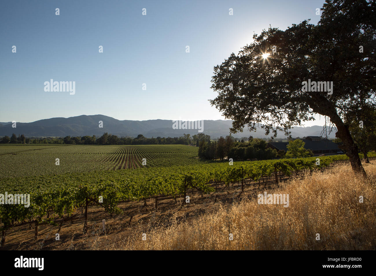 Sunlight through trees bordering grape vineyards in Napa Valley, along the Silverado Trail. Stock Photo