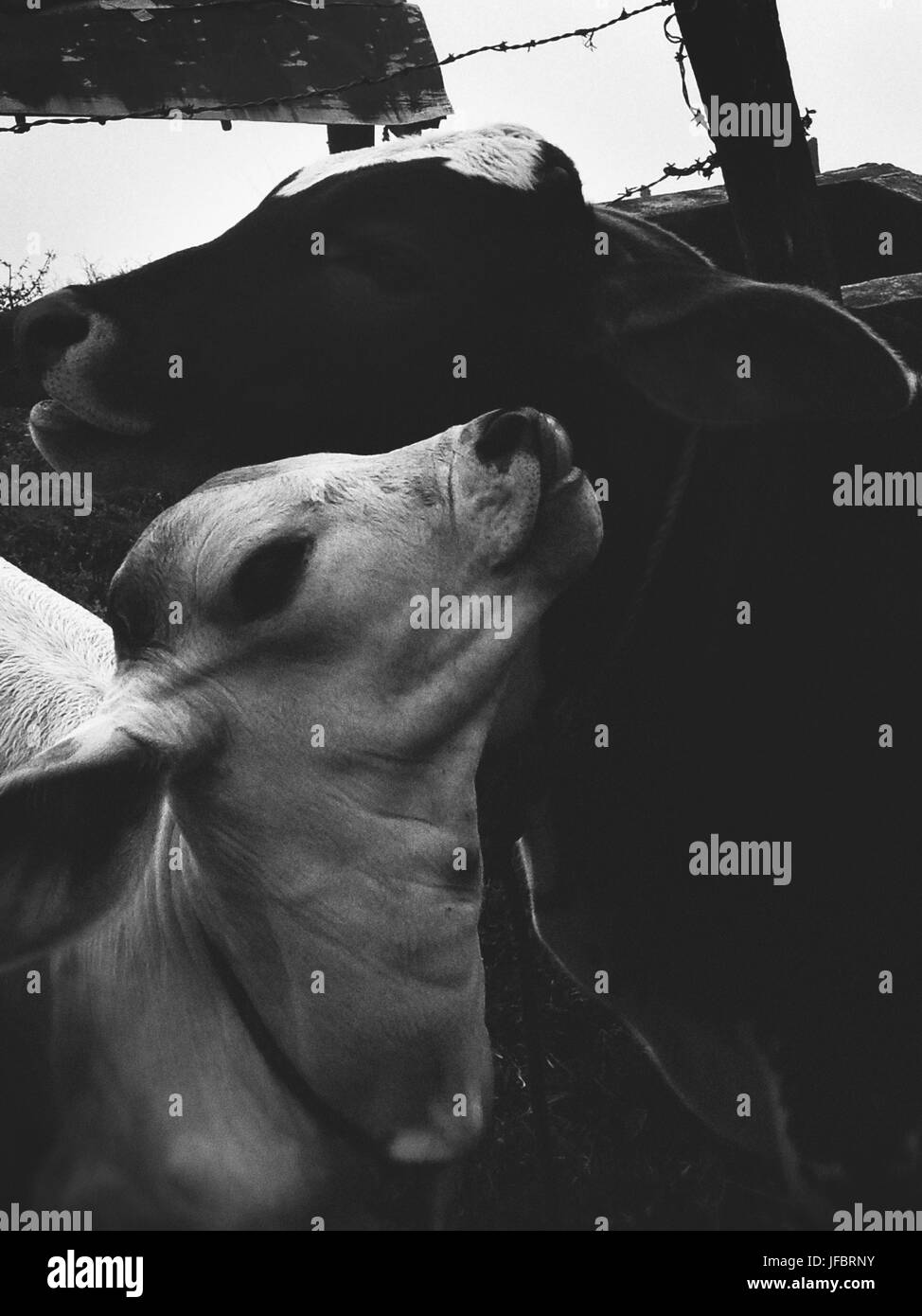Two Calves bonding Stock Photo
