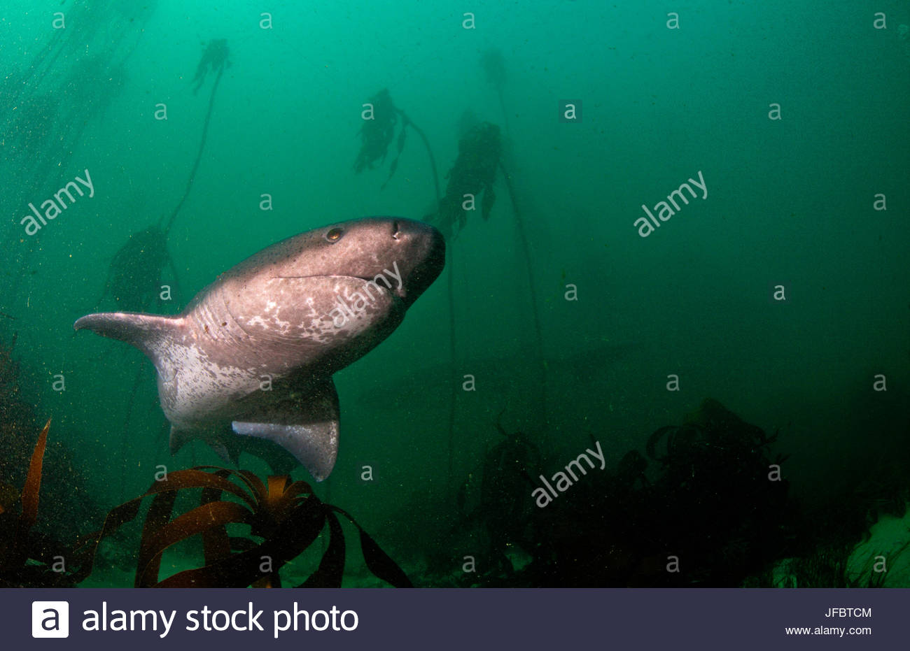 Bamboo Sharks Stock Photos & Bamboo Sharks Stock Images Alamy