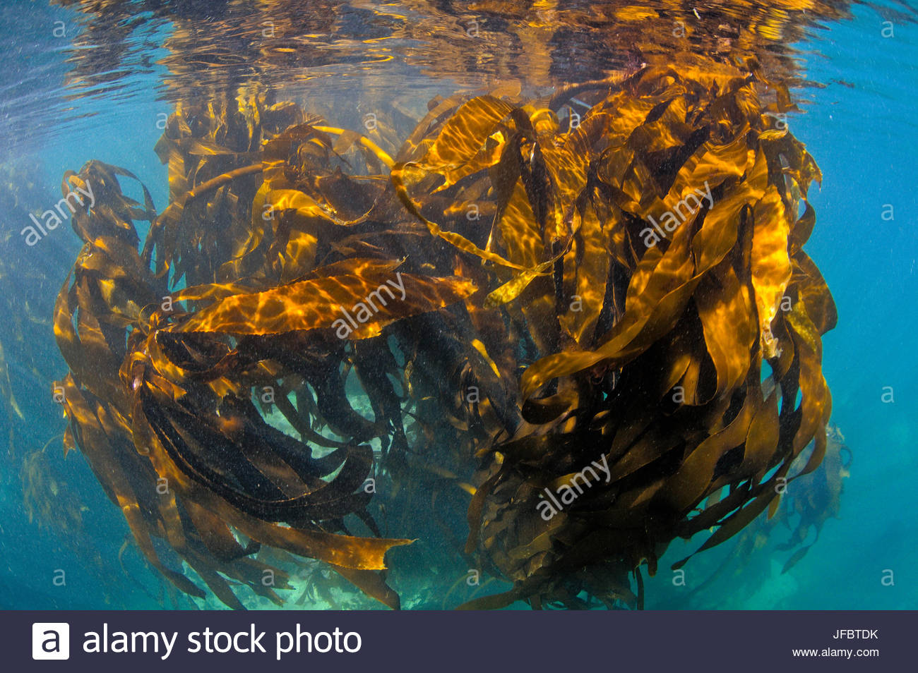 Bamboo Underwater High Resolution Stock Photography and Images Alamy