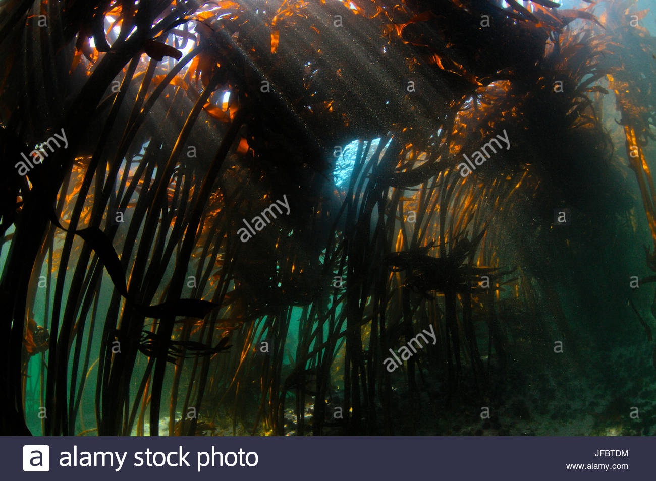 Bamboo Underwater High Resolution Stock Photography and Images Alamy