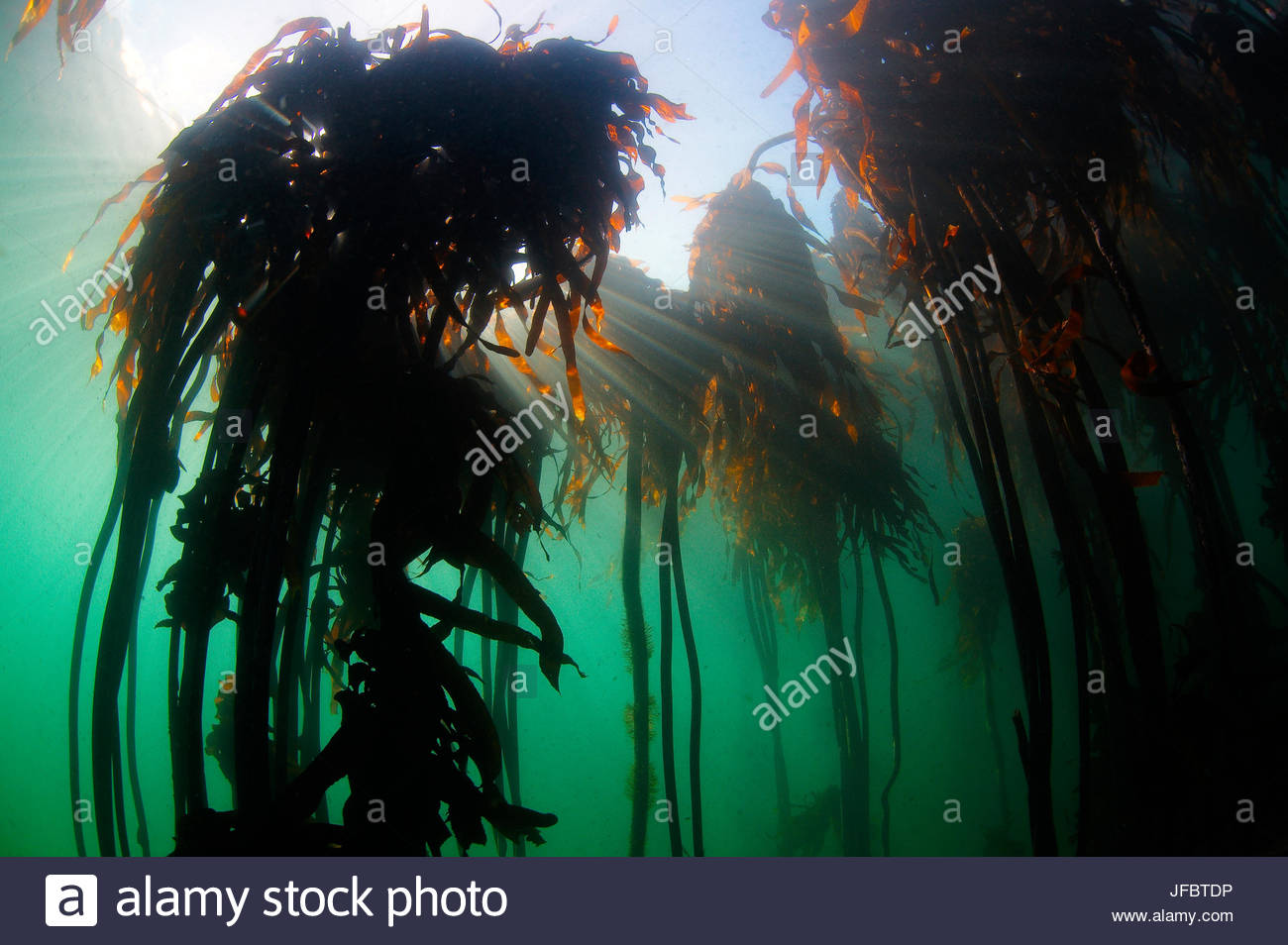 Bamboo Underwater High Resolution Stock Photography and Images Alamy
