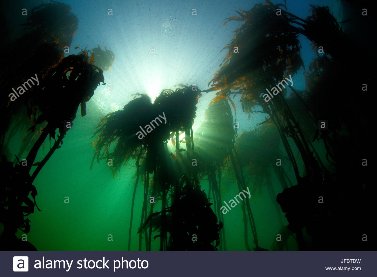 Bamboo Underwater High Resolution Stock Photography and Images Alamy