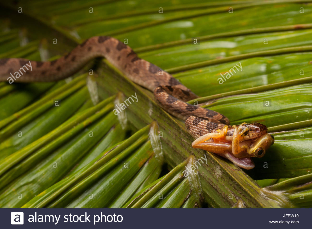 Tree Frog Eating Stock Photos & Tree Frog Eating Stock Images Alamy