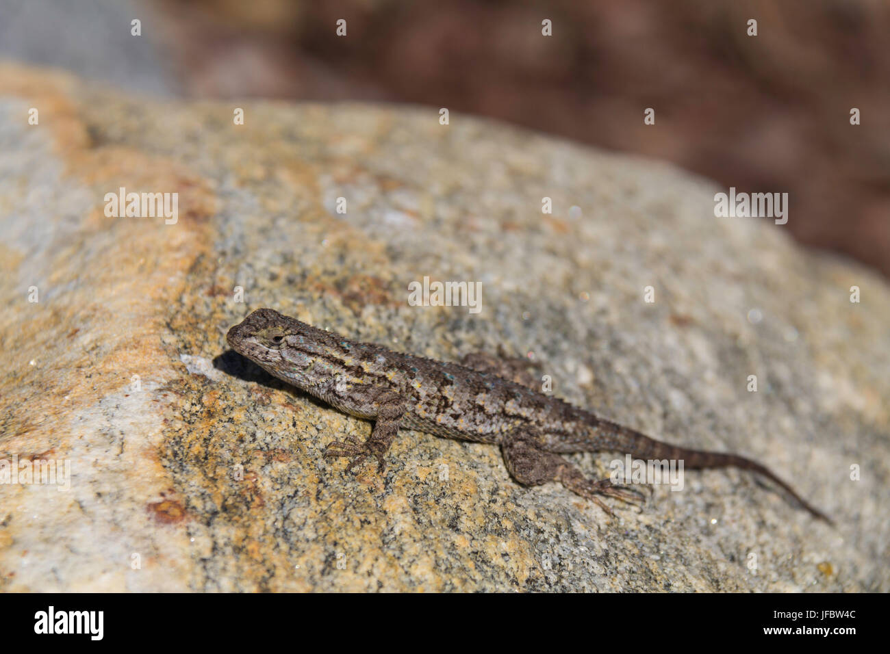 A common sagebrush lizard rests on a rock at Balboa Park in San Diego, California. Stock Photo