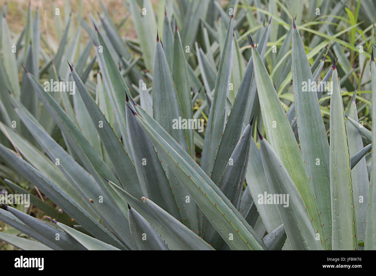 Dry or xeric shrubland hires stock photography and images Alamy