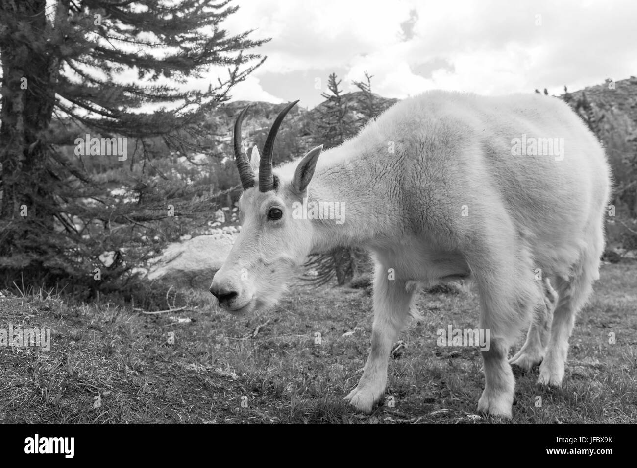 Mountain goat Stock Photo