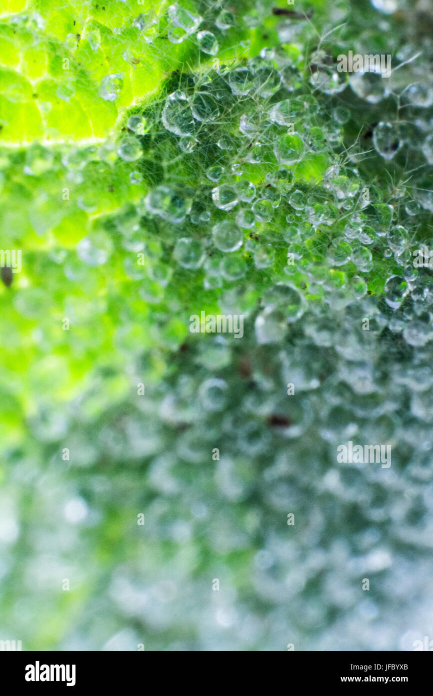 Dew on the grean leaf Stock Photo