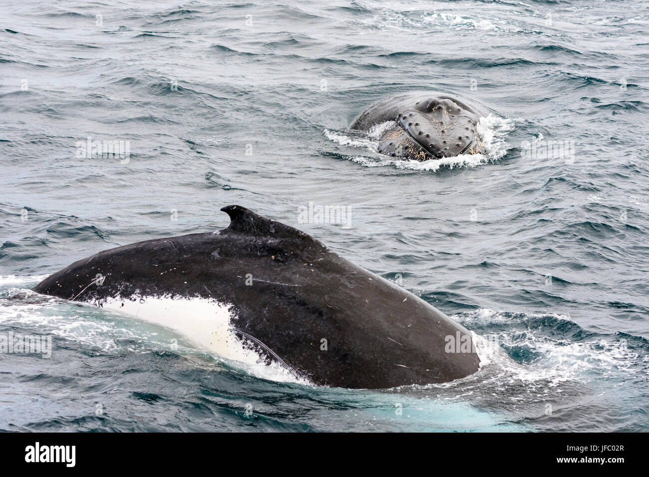 Two humpback whales in Flinders Bay, off the coast of Augusta, Western Australia Stock Photo