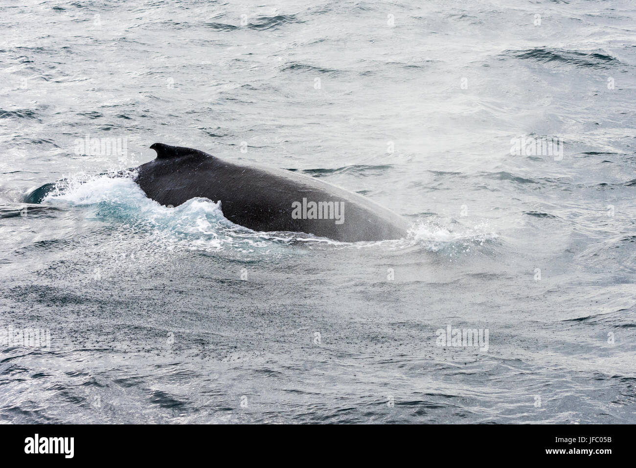 Spray from the blowhole of a migrating humpback whale in Flinders Bay, off the coast of Augusta, Western Australia Stock Photo