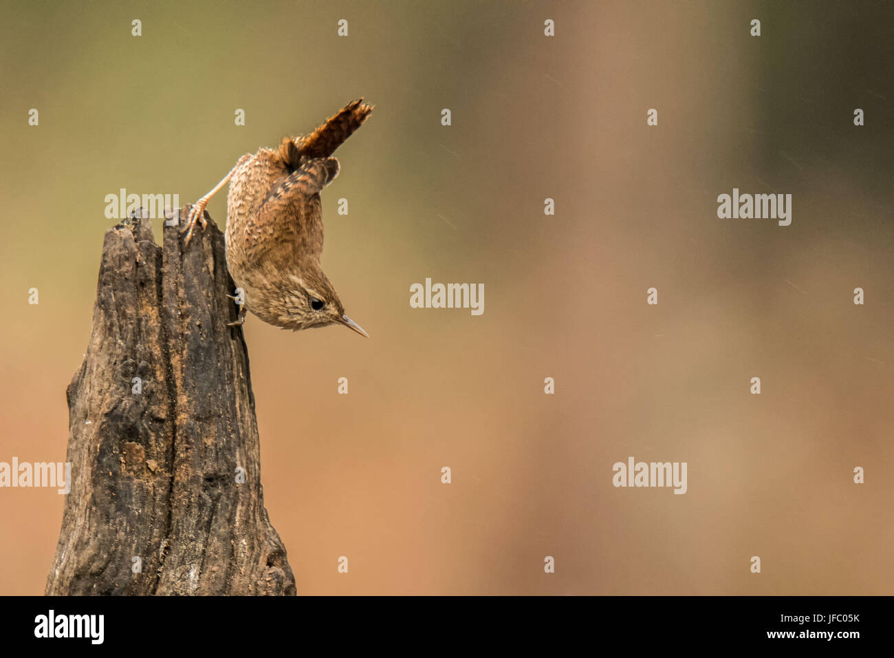 Eurasian wren Stock Photo