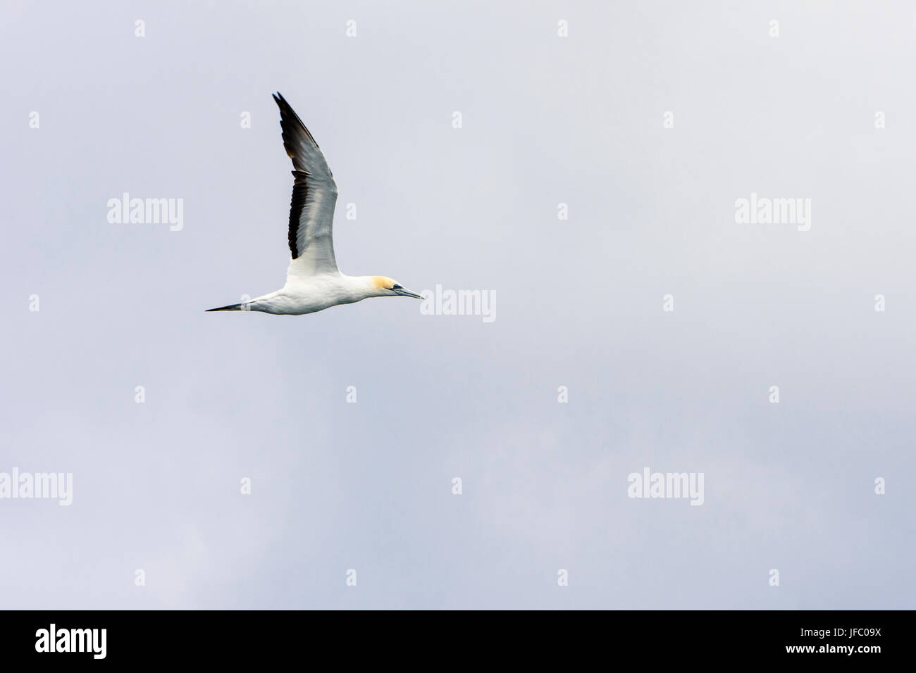 Australasian Gannet, a large seabird off the coast of south western Australia Stock Photo