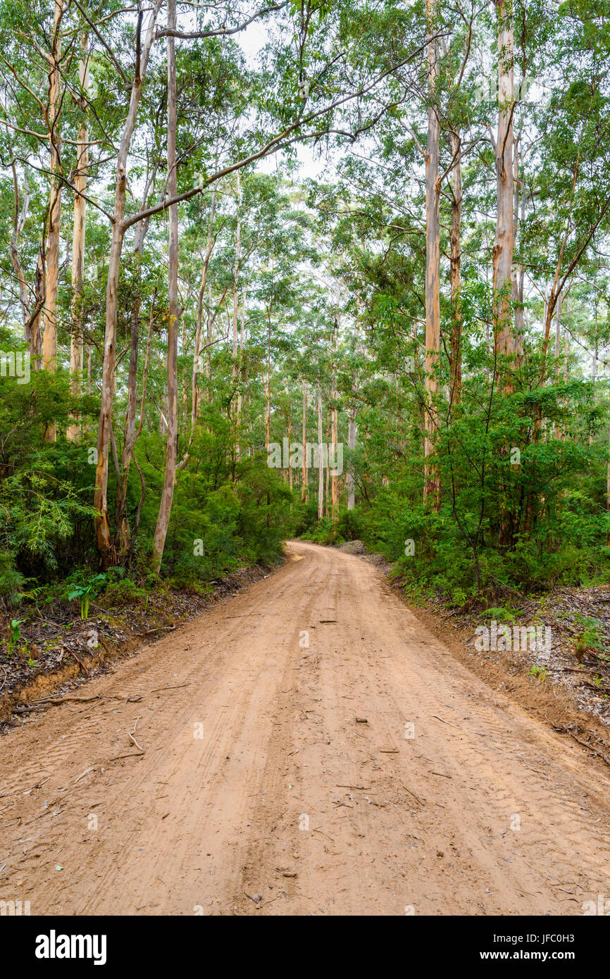Unsealed dirt road of Boranup Drive through Boranup Karri Forest in the Leeuwin-Naturaliste National Park, Margaret River region, Western Australia Stock Photo