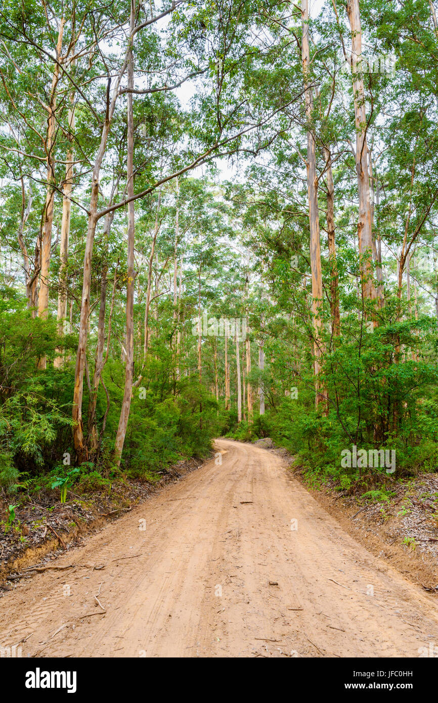 Unsealed dirt road of Boranup Drive through Boranup Karri Forest in the Leeuwin-Naturaliste National Park, Margaret River region, Western Australia Stock Photo