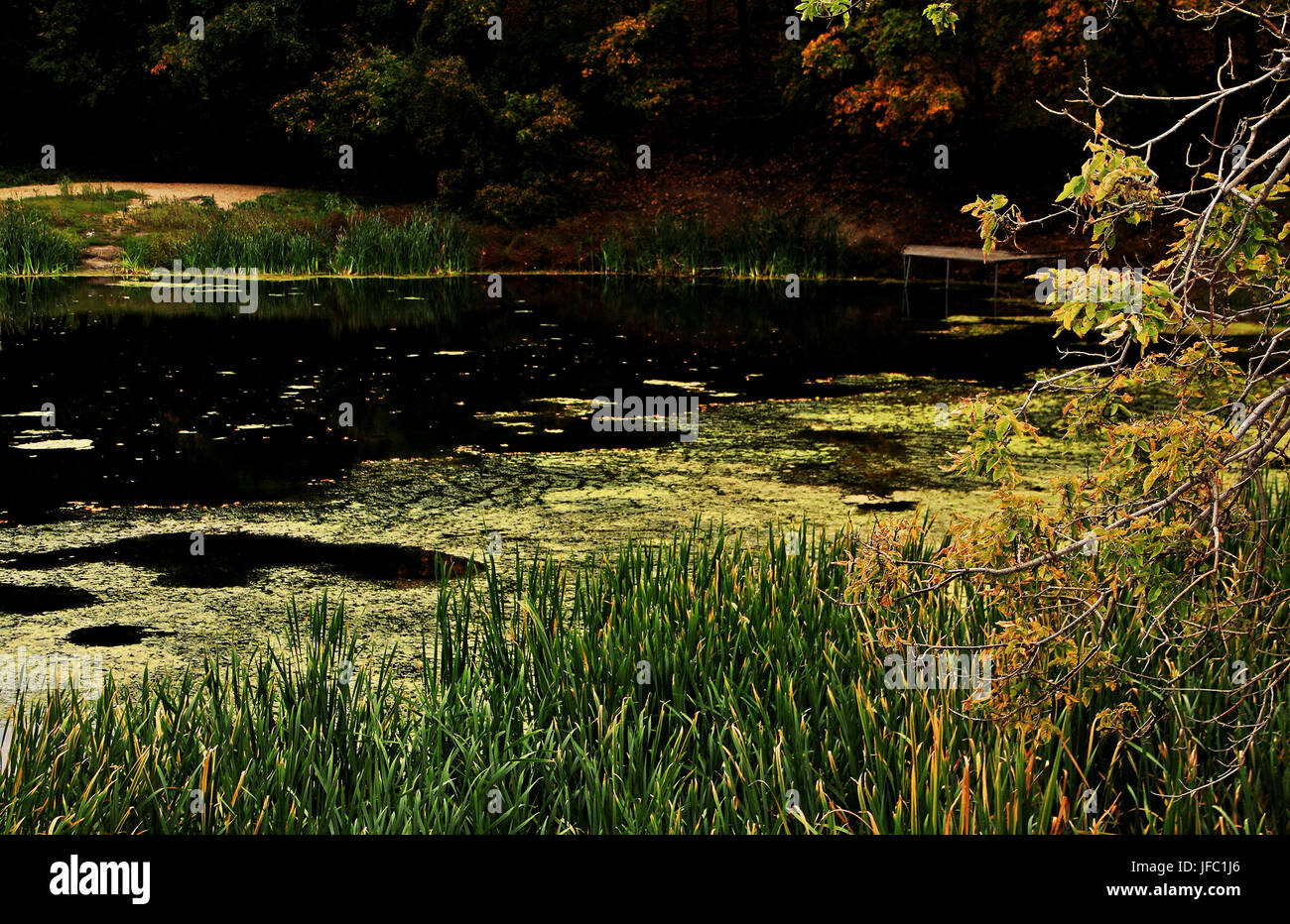 Beautiful overgrown pond in hi-res stock photography and images - Alamy