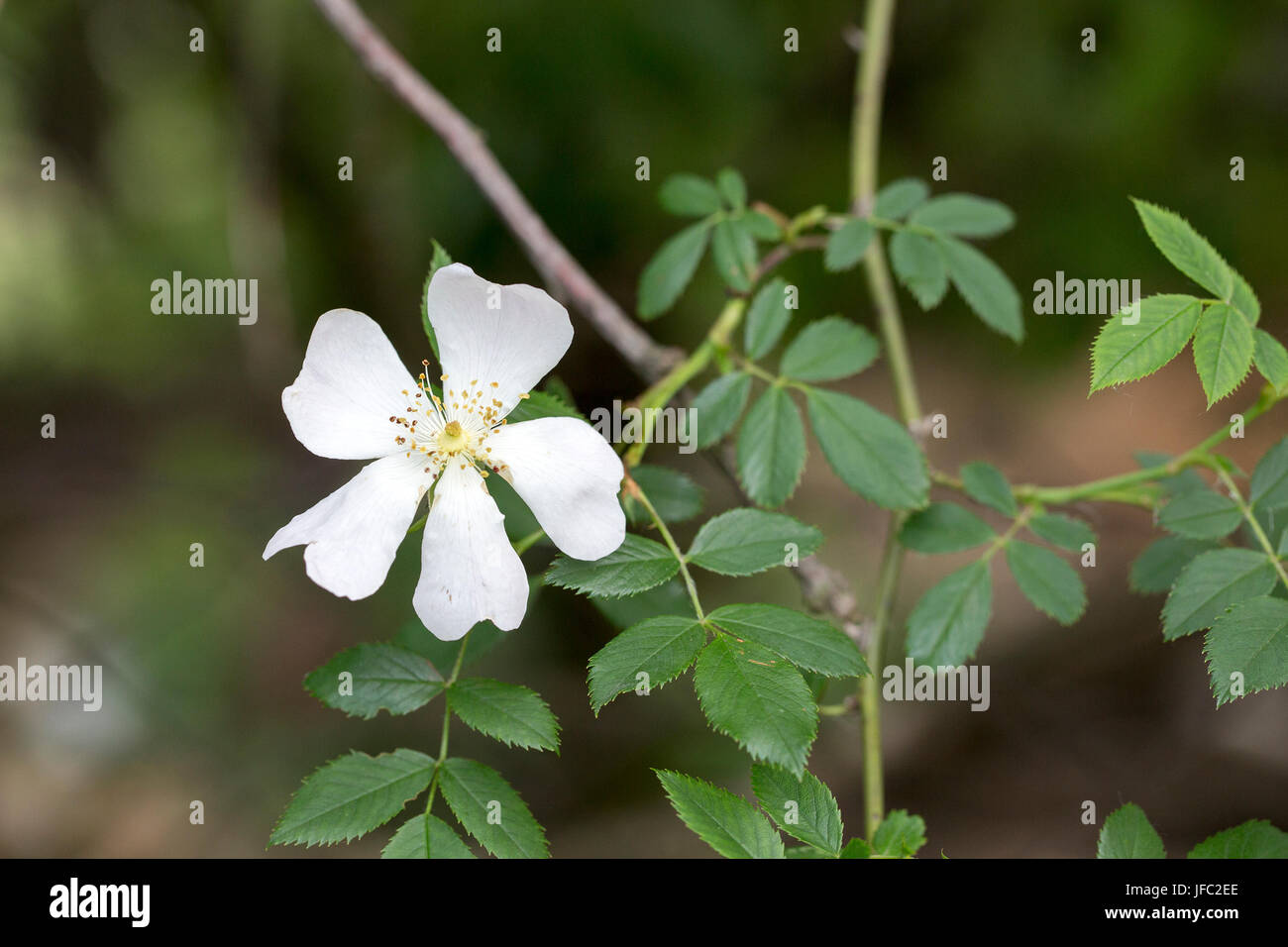 Tree flower blossoms at spring in april Stock Photo - Alamy
