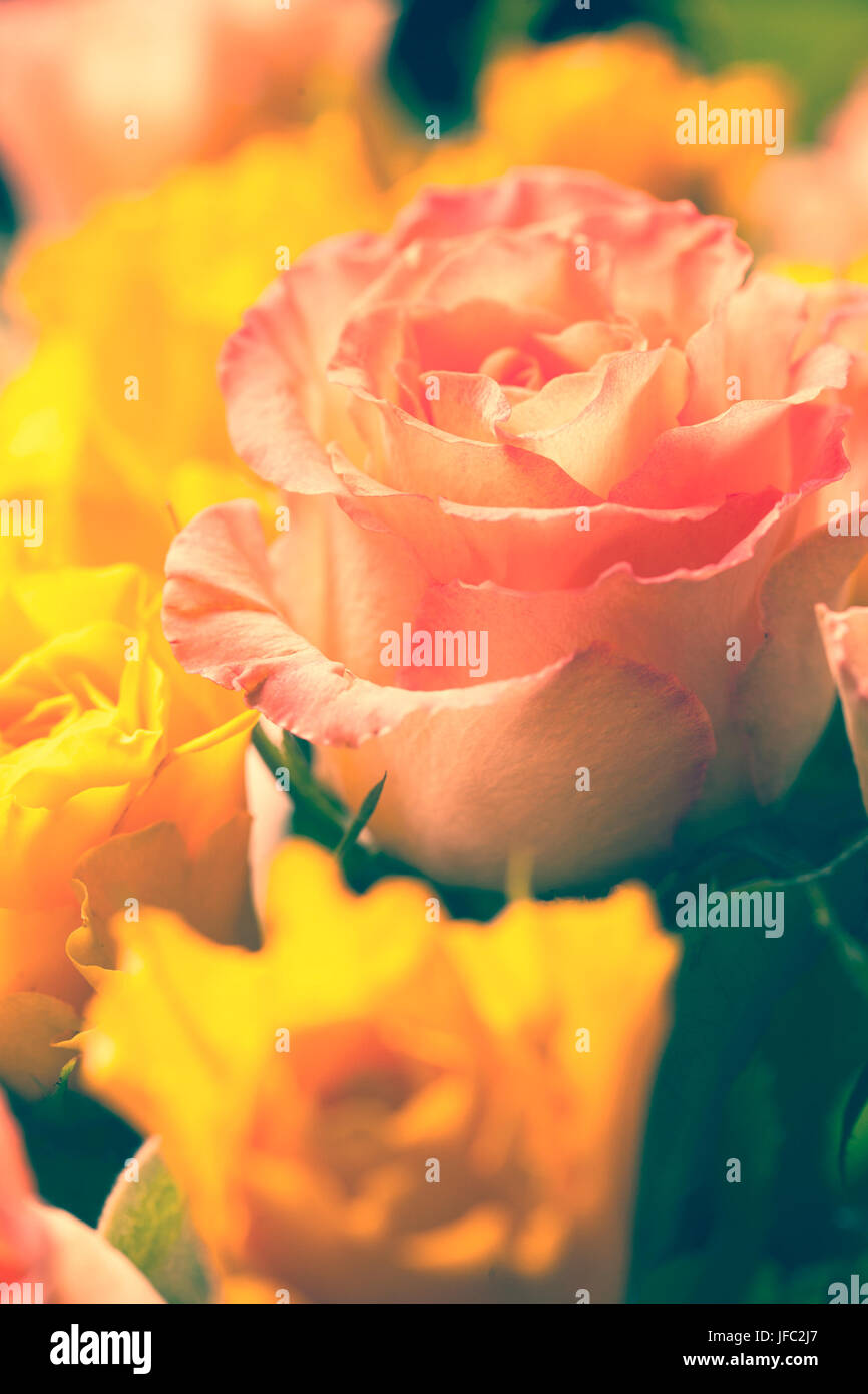 Rose environment hi-res stock photography and images - Alamy