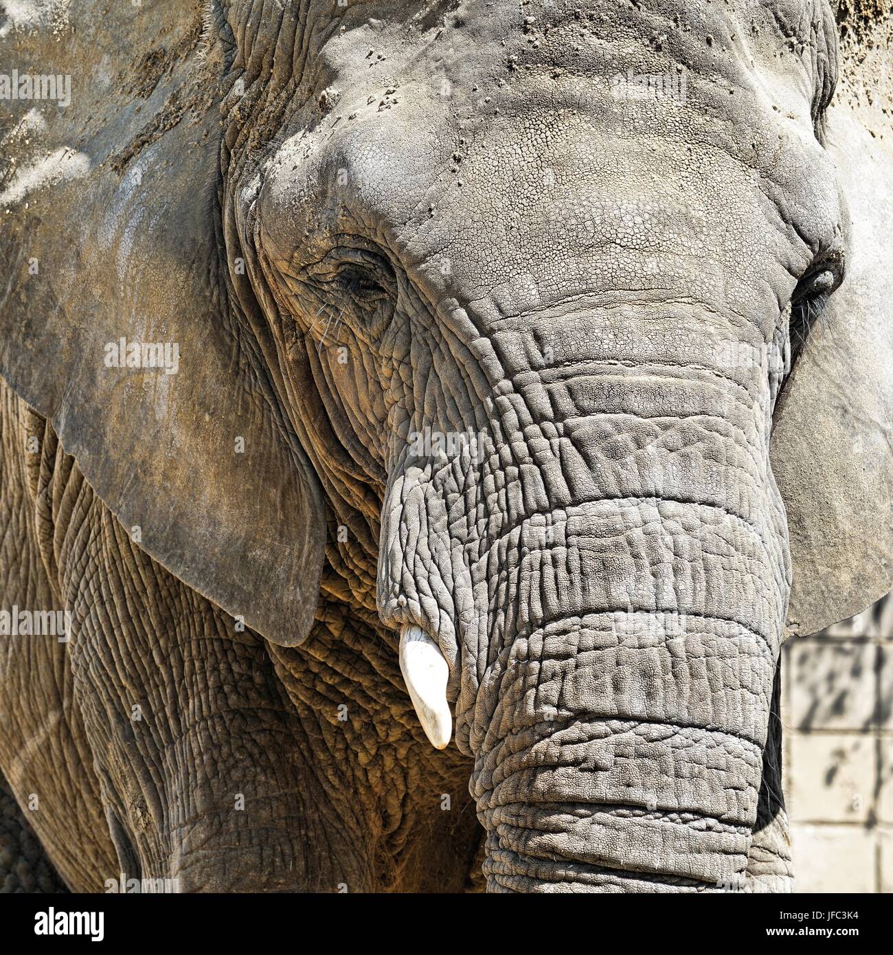 Portrait of an African elephant Stock Photo - Alamy