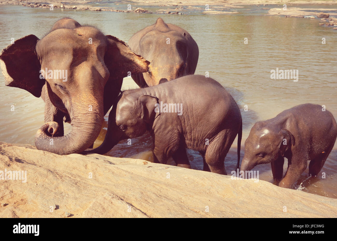 Elephants in sri lanka hi-res stock photography and images - Alamy