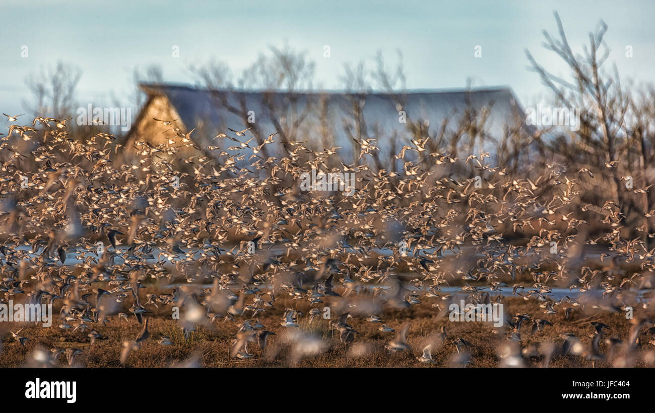 Flock of Birds Flying With and Old Barn Stock Photo