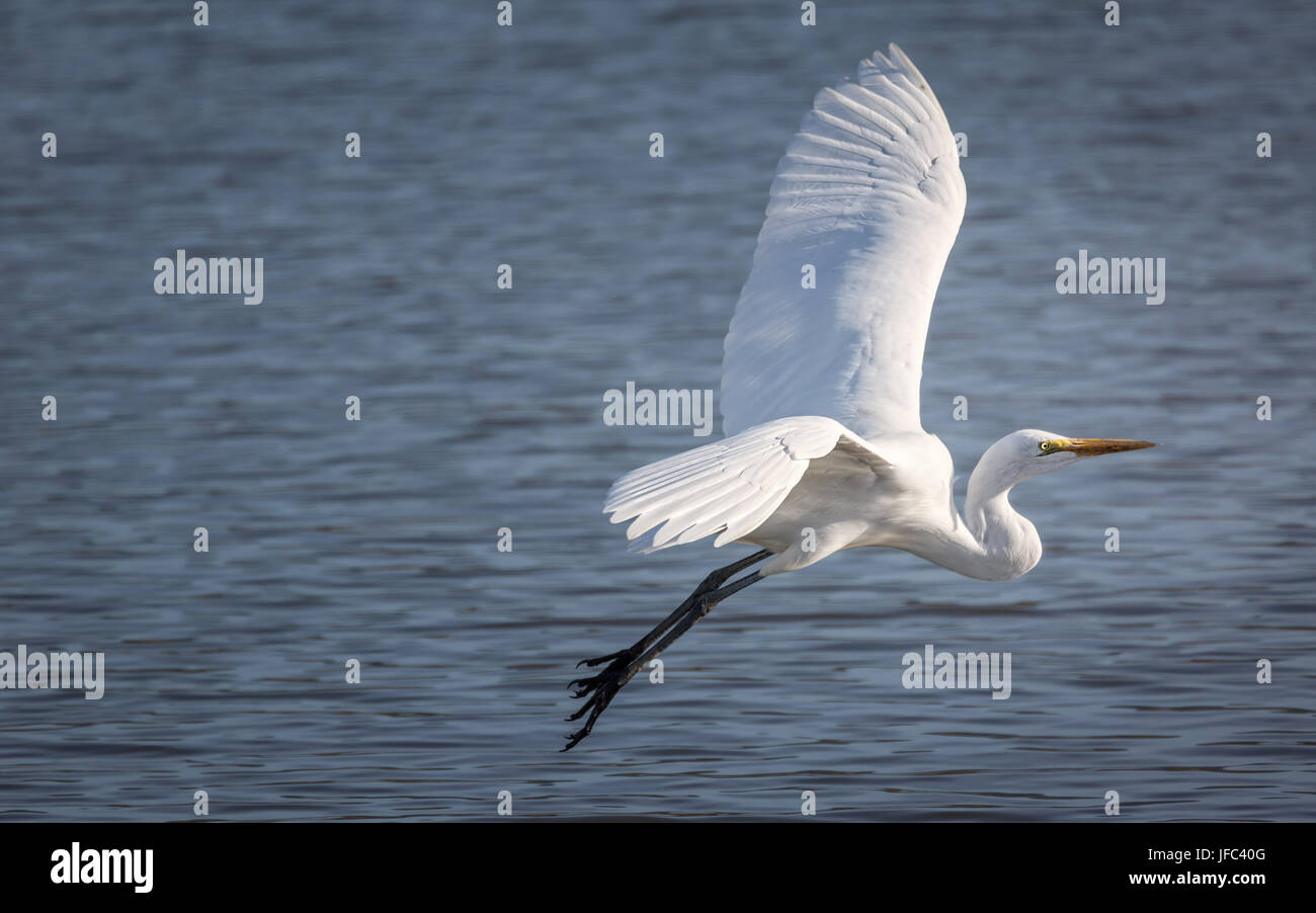 Snowy Egret Flying Over a Lake Stock Photo