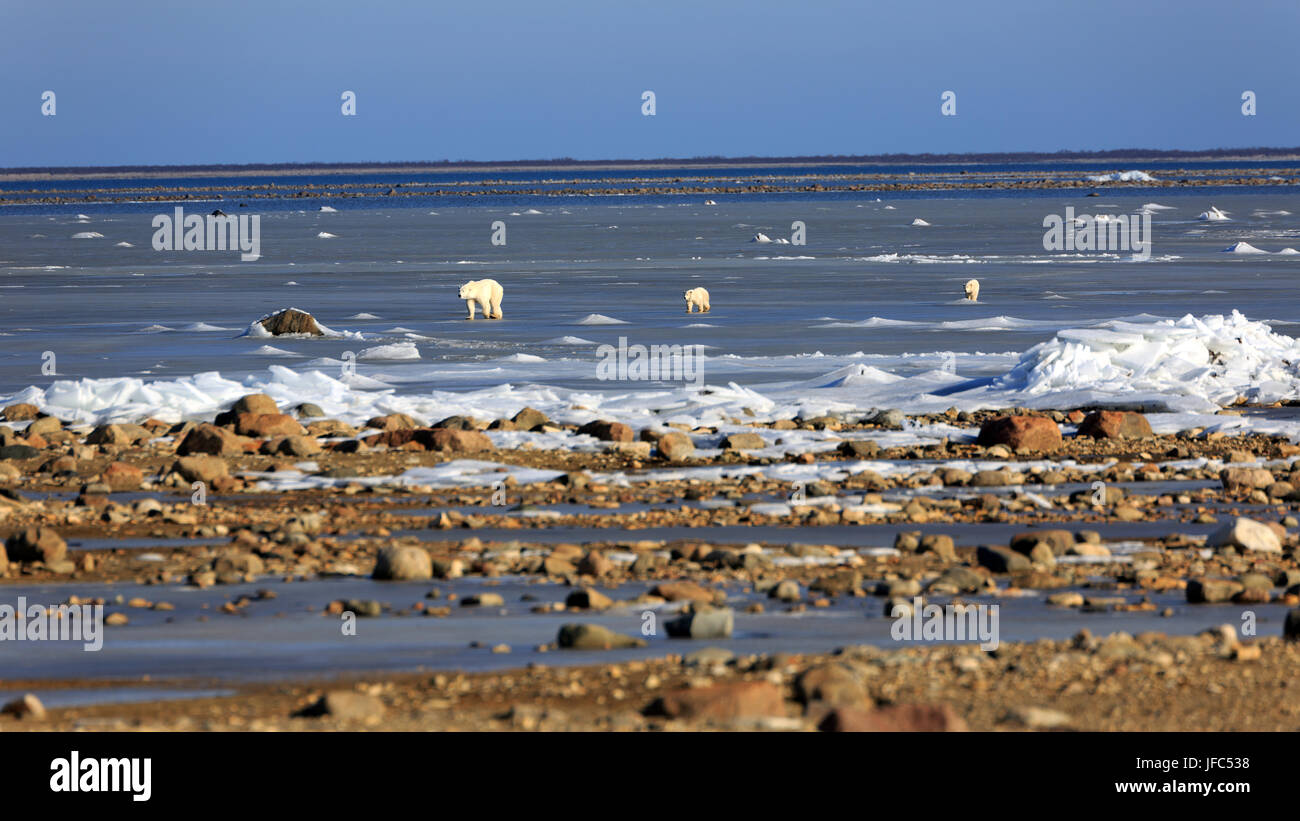 A polar bear family on the ice of the Hudson bay Stock Photo