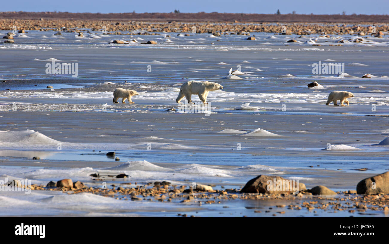A polar bear family on the ice the Hudson bay Stock Photo - Alamy