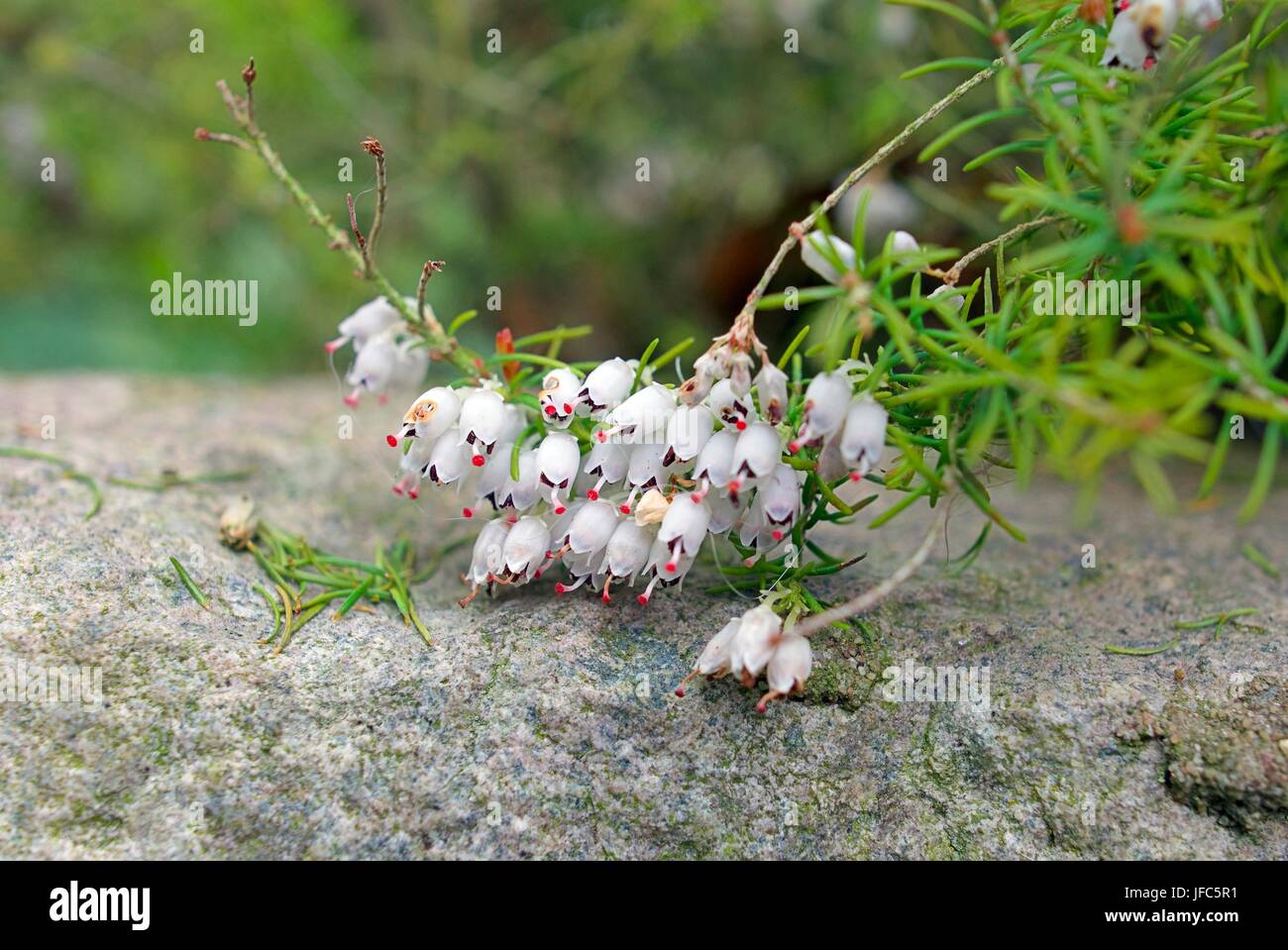 (Winter Heath) Erica Carnea Springwood White; Heather; Snow Heath; Alpine Heath.Close Up Of Winter Heath's Small Urn Shaped Silvery White Flowers. Stock Photo