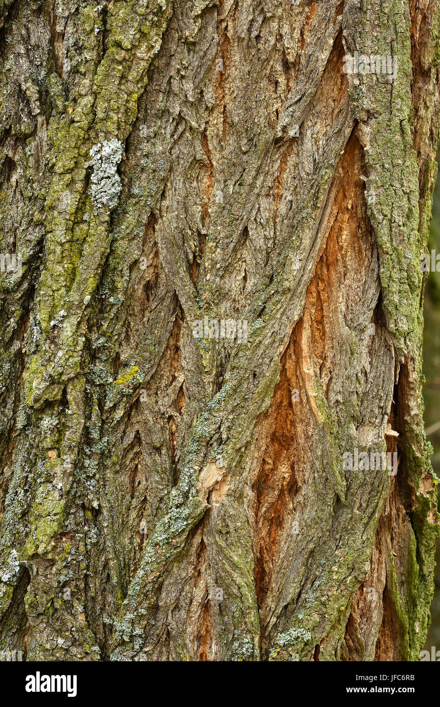 bark, tree bark, robinia, locust tree Stock Photo Alamy