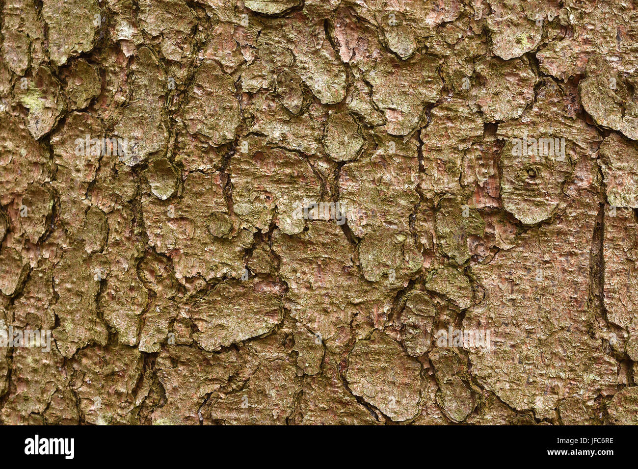 bark, tree bark, spruce, Stock Photo