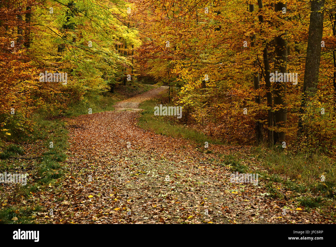 autumn forest, forest path, forest road, Stock Photo